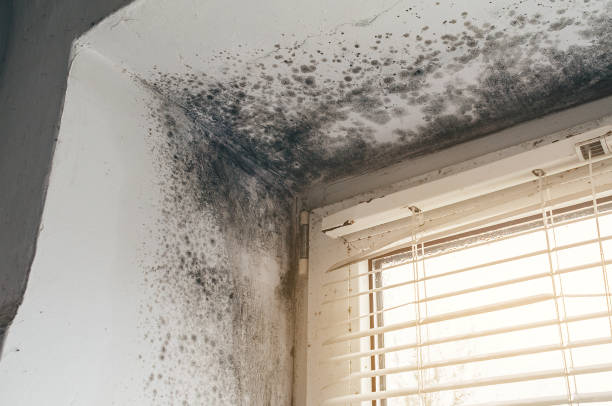 Affordable Crawl Space Mold Removal solutions in Pinecliffe, CO